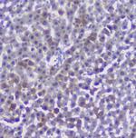 Properdin Antibody in Immunohistochemistry (Paraffin) (IHC (P))