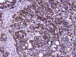 CIC Antibody in Immunohistochemistry (Paraffin) (IHC (P))