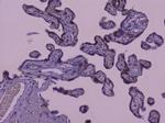 CIC Antibody in Immunohistochemistry (Paraffin) (IHC (P))