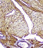 Creatine Kinase MM Antibody in Immunohistochemistry (Paraffin) (IHC (P))
