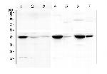 Creatine Kinase MM Antibody in Western Blot (WB)