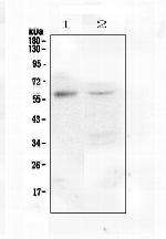 M-CSF Polyclonal Antibody