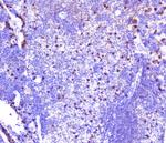 CXCL12 Antibody in Immunohistochemistry (Paraffin) (IHC (P))