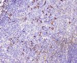 CXCL12 Antibody in Immunohistochemistry (Paraffin) (IHC (P))