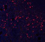 CXCL12 Antibody in Immunohistochemistry (Paraffin) (IHC (P))