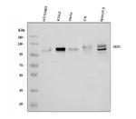 DDR2 Antibody in Western Blot (WB)