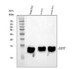DDT Antibody in Western Blot (WB)