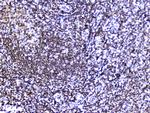 HMGN2 Antibody in Immunohistochemistry (Paraffin) (IHC (P))
