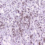 HMGN2 Antibody in Immunohistochemistry (Paraffin) (IHC (P))