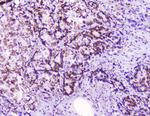 HMGN2 Antibody in Immunohistochemistry (Paraffin) (IHC (P))