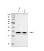 HMGN2 Antibody in Western Blot (WB)