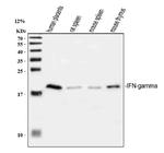 IFN gamma Antibody in Western Blot (WB)