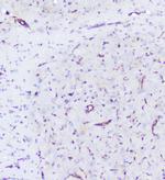 SHIP2 Antibody in Immunohistochemistry (Paraffin) (IHC (P))