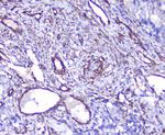 SHIP2 Antibody in Immunohistochemistry (Paraffin) (IHC (P))