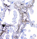 LUM Antibody in Immunohistochemistry (Paraffin) (IHC (P))