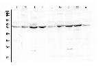 LUM Antibody in Western Blot (WB)