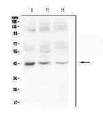 MAdCAM1 Polyclonal Antibody
