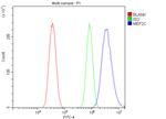 MEF2C Antibody in Flow Cytometry (Flow)