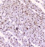 NOVA1 Antibody in Immunohistochemistry (Paraffin) (IHC (P))