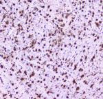 NOVA1 Antibody in Immunohistochemistry (Paraffin) (IHC (P))