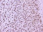 NOVA1 Antibody in Immunohistochemistry (Paraffin) (IHC (P))