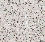 NOVA1 Antibody in Immunohistochemistry (Paraffin) (IHC (P))