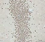 NOVA1 Antibody in Immunohistochemistry (Paraffin) (IHC (P))