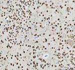 NOVA1 Antibody in Immunohistochemistry (Paraffin) (IHC (P))