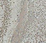NOVA1 Antibody in Immunohistochemistry (Paraffin) (IHC (P))