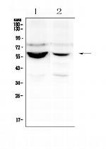 NOVA1 Antibody in Western Blot (WB)