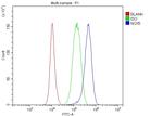NOX5 Antibody in Flow Cytometry (Flow)
