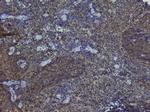 NRF1 Antibody in Immunohistochemistry (Paraffin) (IHC (P))