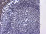 NRF1 Antibody in Immunohistochemistry (Paraffin) (IHC (P))