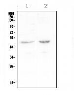 PLA2G7 Polyclonal Antibody