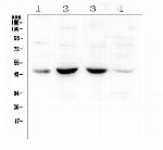 POU4F1 Polyclonal Antibody