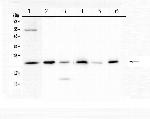 Doppel Antibody in Western Blot (WB)