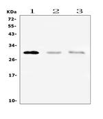 PTCRA Polyclonal Antibody
