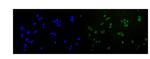 RAD51 Polyclonal Antibody