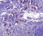 RASAL1 Antibody in Immunohistochemistry (Paraffin) (IHC (P))