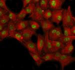 SP1 Antibody in Immunocytochemistry (ICC/IF)
