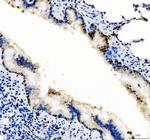 SP1 Antibody in Immunohistochemistry (Paraffin) (IHC (P))
