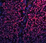 SP1 Antibody in Immunohistochemistry (Paraffin) (IHC (P))