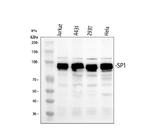 SP1 Antibody in Western Blot (WB)