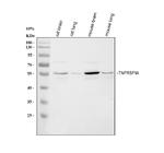 TNFR1 Antibody in Western Blot (WB)