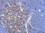 TRAC Antibody in Immunohistochemistry (Paraffin) (IHC (P))