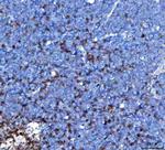TRAC Antibody in Immunohistochemistry (Paraffin) (IHC (P))
