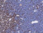 TRAC Antibody in Immunohistochemistry (Paraffin) (IHC (P))