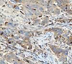 TRAC Antibody in Immunohistochemistry (Paraffin) (IHC (P))