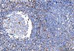 TRAC Antibody in Immunohistochemistry (Paraffin) (IHC (P))