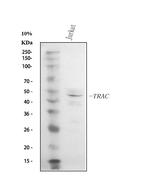 TRAC Antibody in Western Blot (WB)